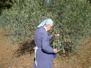 recolte olives 2017 cabanoule
