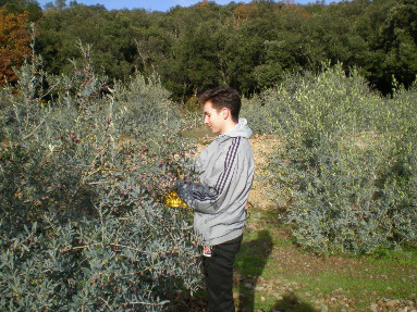 recolte olives 2017 cabanoule